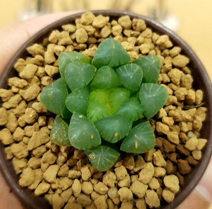 Haworthia cooperi - Haworthia - Soiled