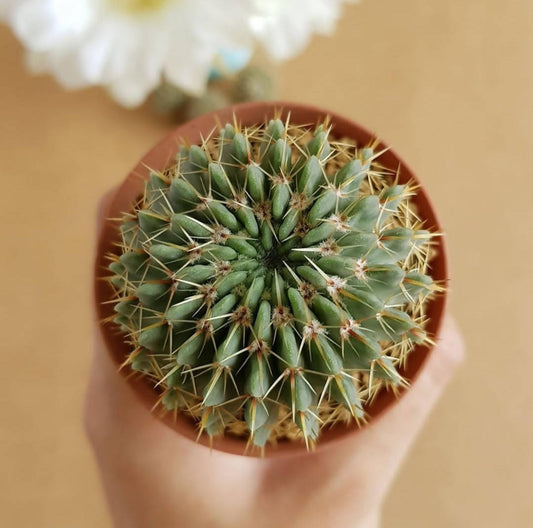 Notocactus Buiningii - Cactus - Soiled