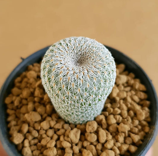 Epithelantha Micromeris - Cactus - Soiled