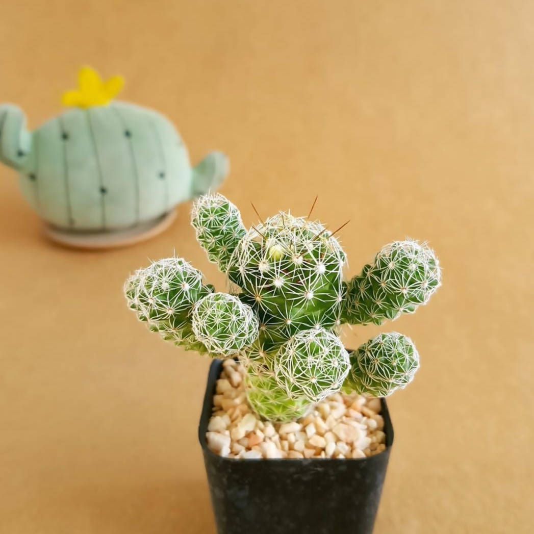 Mammillaria Vetula Subsp. Gracilis - Cactus - Soiled