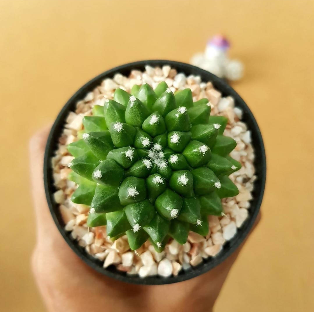 Mammillaria Bucareliensis cv. erusamu - Cactus - Soiled