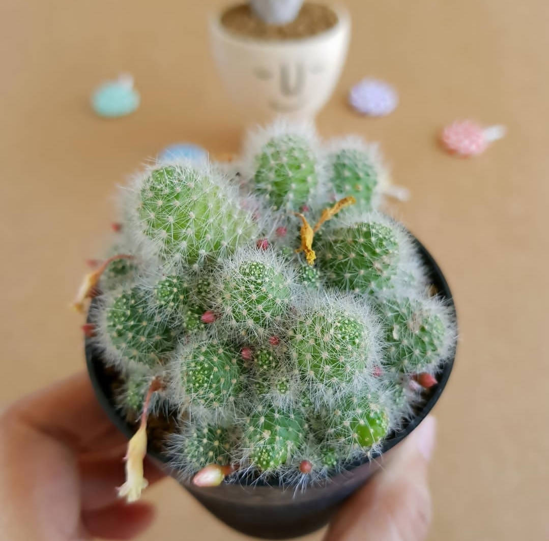 Rebutia Albispina - Cactus - Soiled