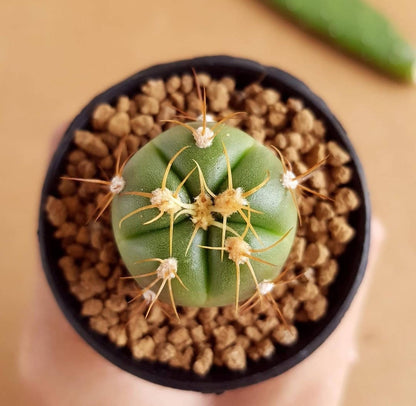 Gymnocalycium Horstii - Cactus - Soiled