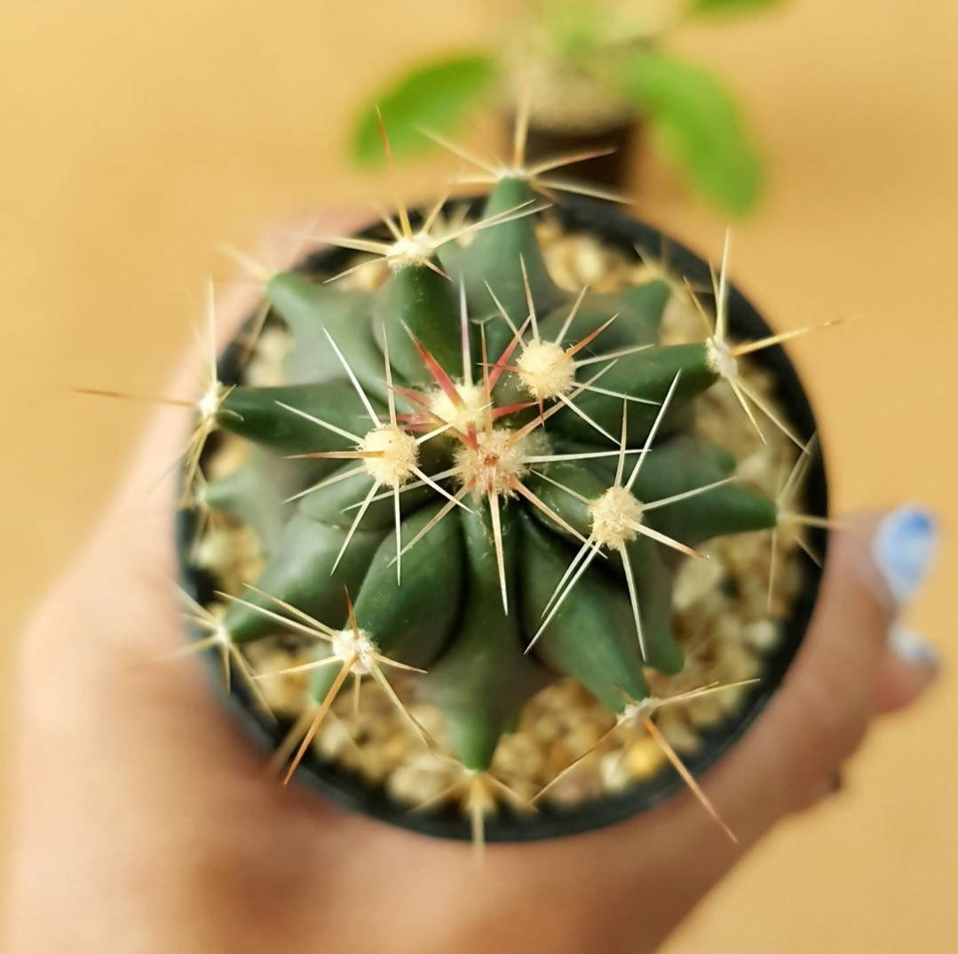 Ferocactus Horridus - Cactus - Soiled