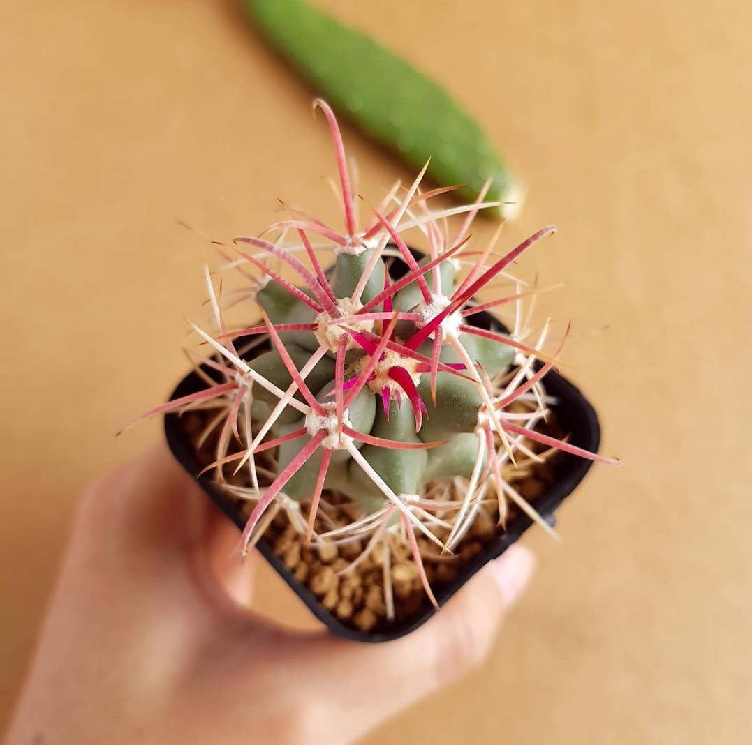 Ferocactus Emoryi - Cactus - Soiled