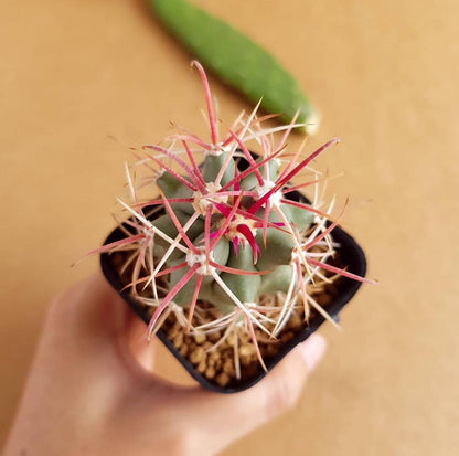 Ferocactus Emoryi - Cactus - Soiled