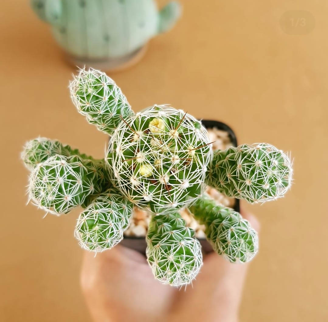 Mammillaria Vetula Subsp. Gracilis - Cactus - Soiled