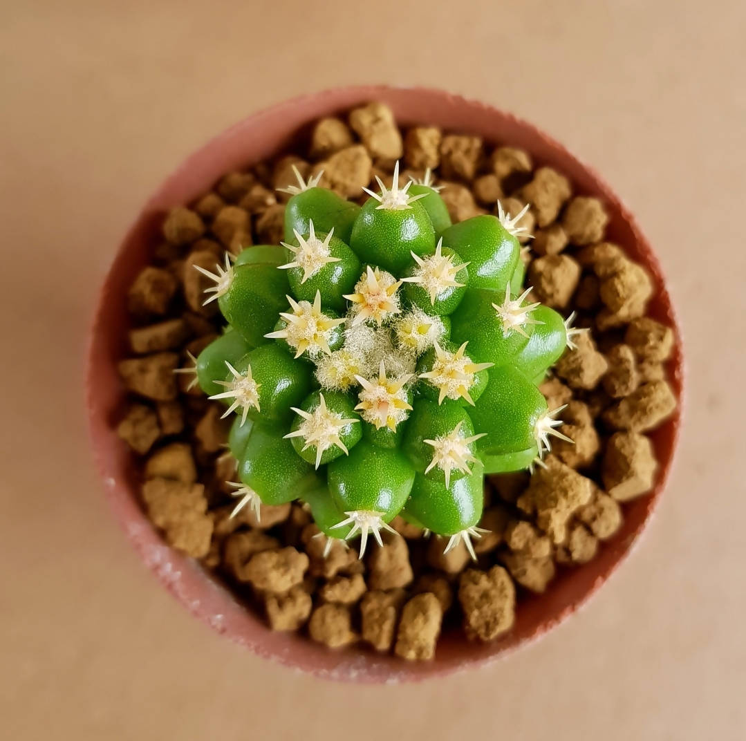 Echinocactus Grusonii var. inermis - Cactus - Soiled