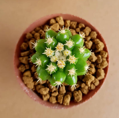 Echinocactus Grusonii var. inermis - Cactus - Soiled