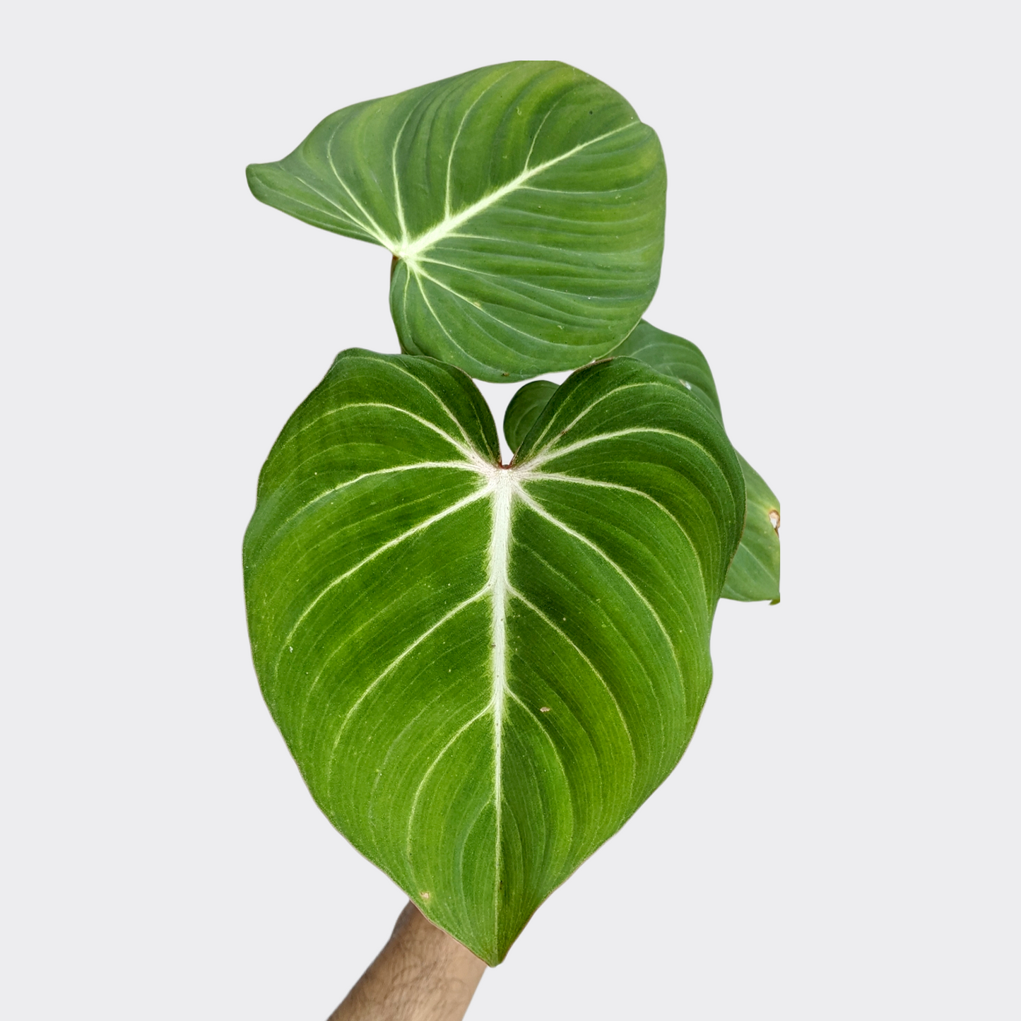 Philodendron Gloriosum - Philodendron - Soiled