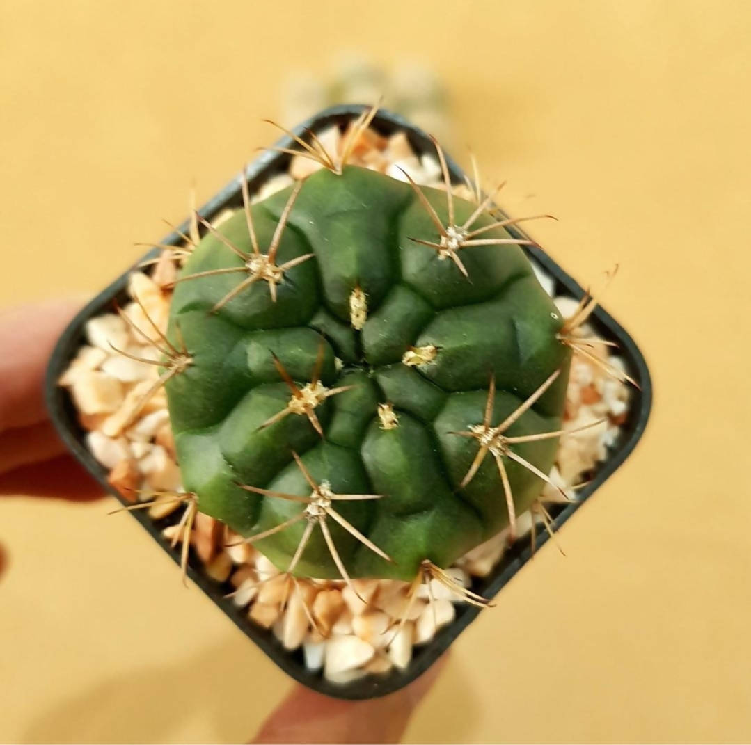 Gymnocalycium Damsii - Cactus - Soiled