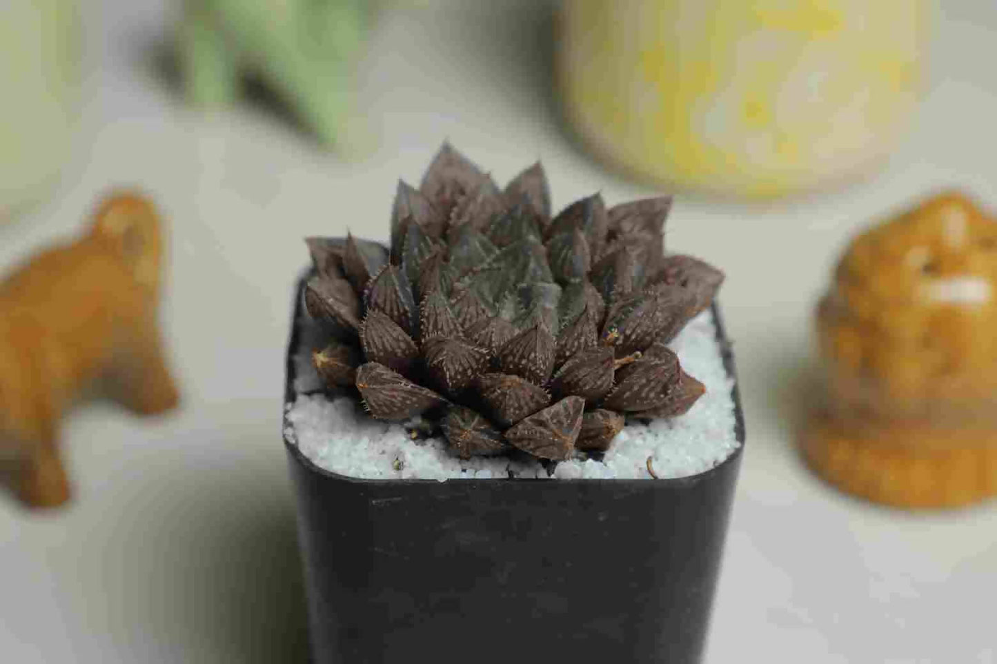 Haworthia cooperi kurozato - Haworthia - Soiled