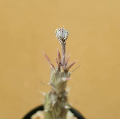 Senecio Pendulus - Succulent - Soiled