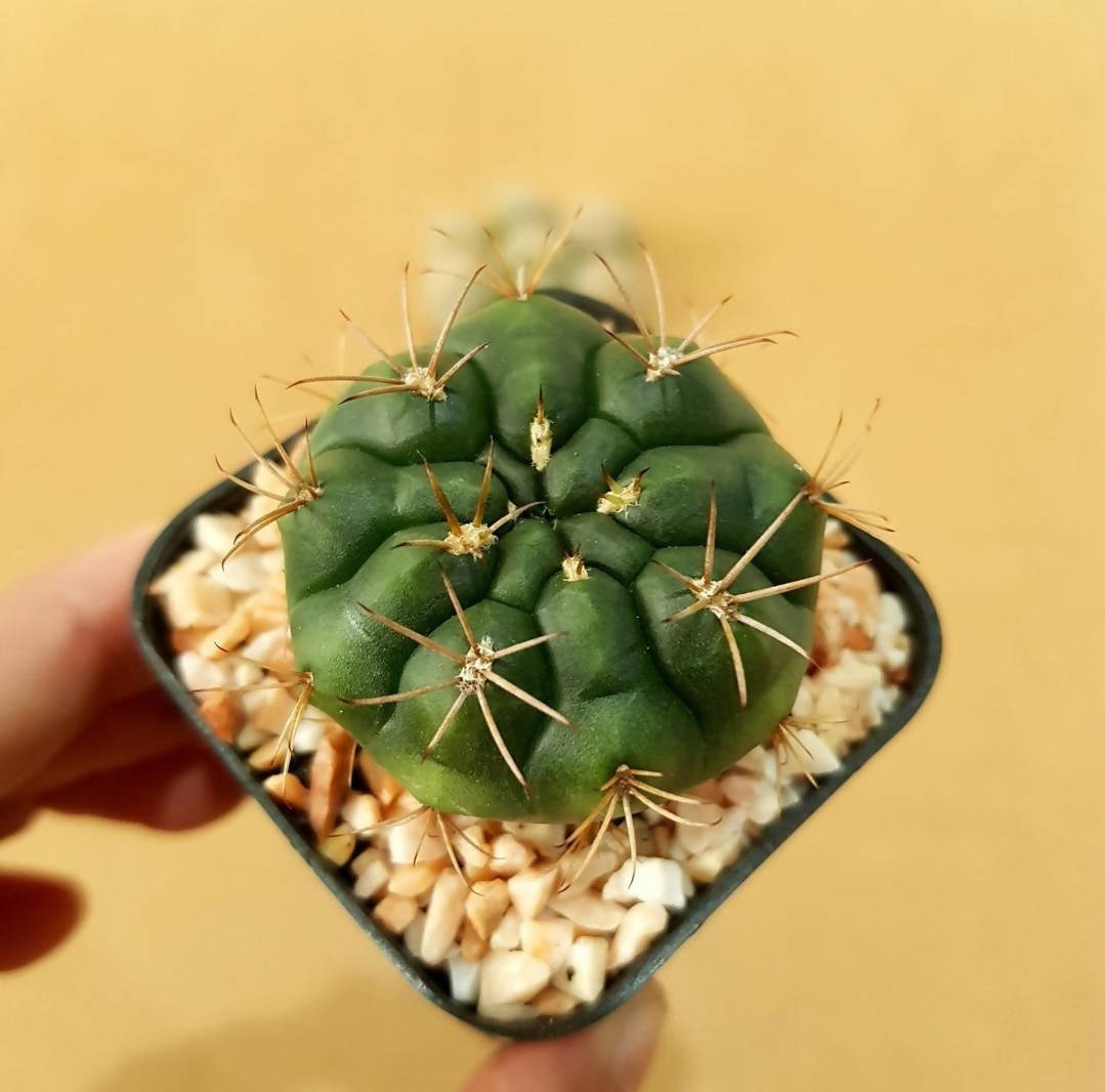 Gymnocalycium Damsii - Cactus - Soiled