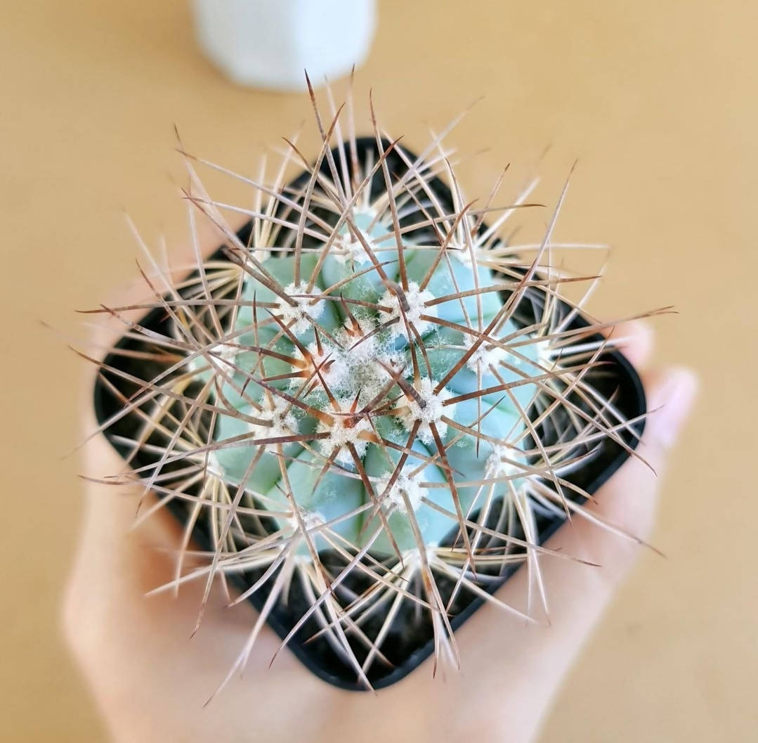 Melocactus Azureus (Blue Melo) - Cactus - Soiled