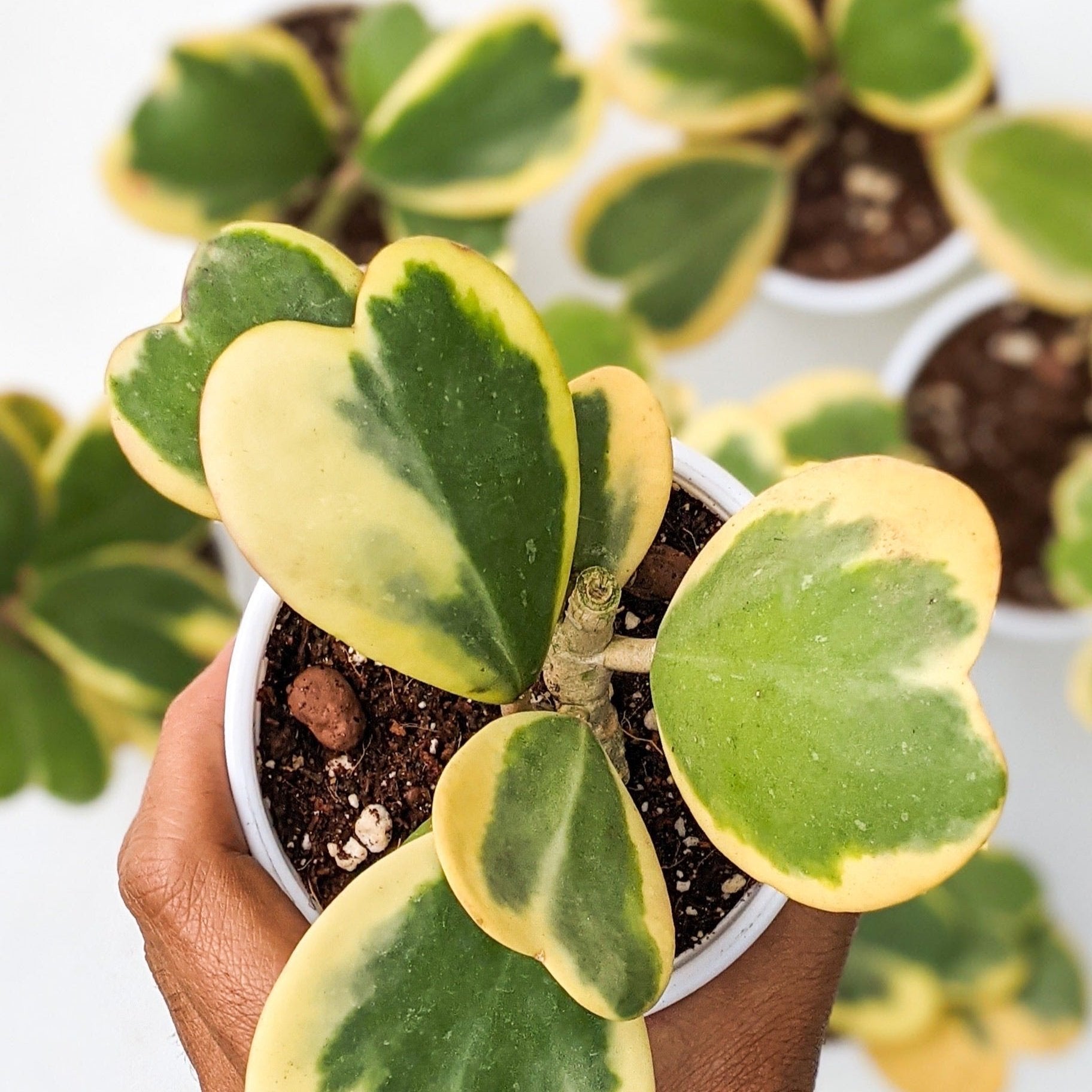 Hoya Kerrii 'Variegated' - Hoya - Soiled