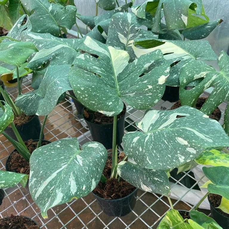 Monstera Thai Constellation - Monstera - Soiled