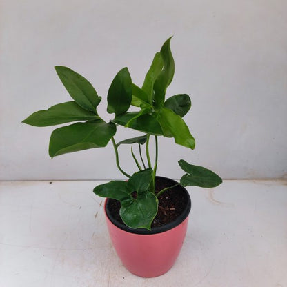 Philodendron Goeldi - Indoor & Outdoor Plants - Soiled