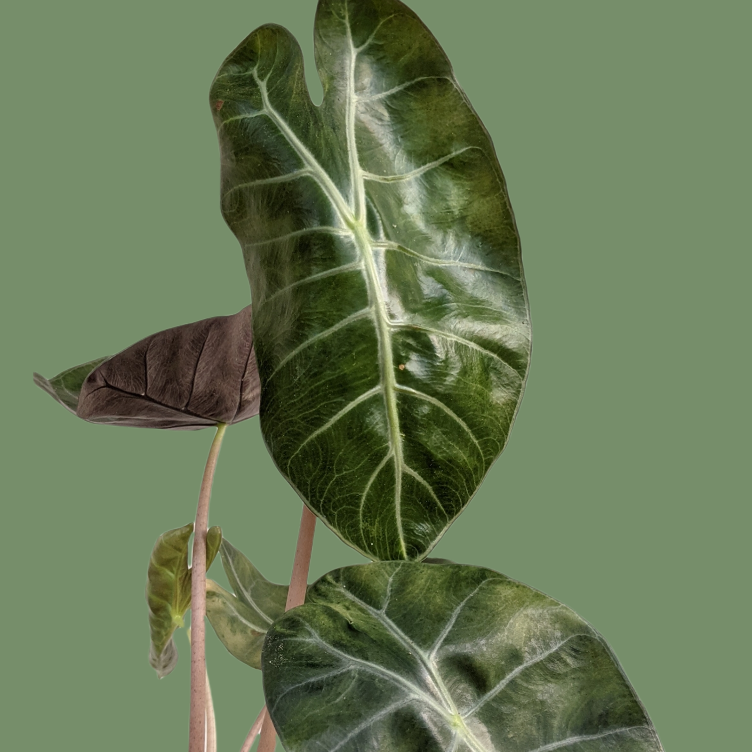 Alocasia 'Pink Dragon' - Indoor & Outdoor Plants - Soiled