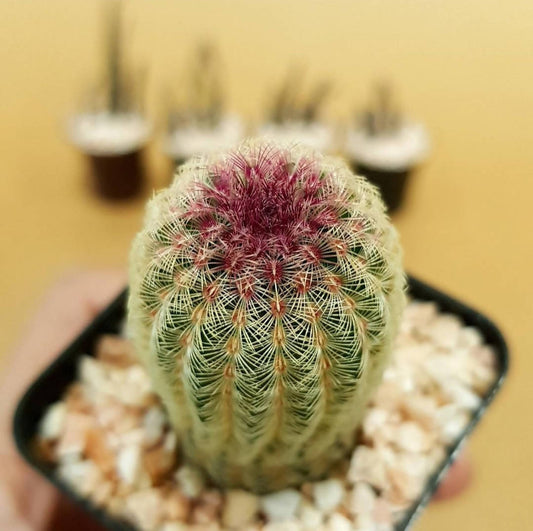 Echinocereus Rigidissimus - Cactus - Soiled