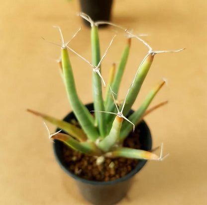 Leuchtenbergia Principis - Cactus - Soiled