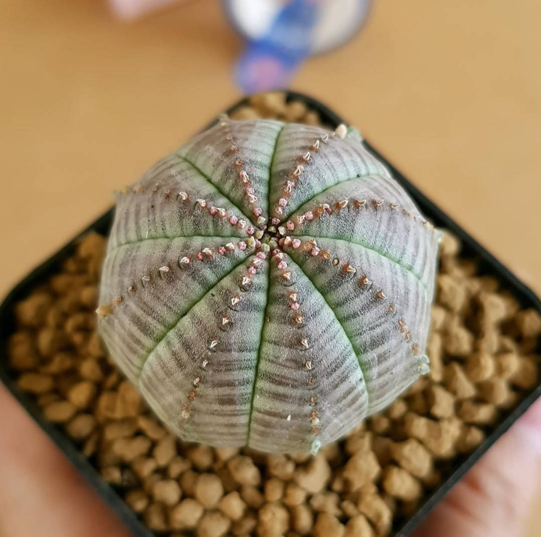 Euphoria Obesa (Seed Grown) - Cactus - Soiled