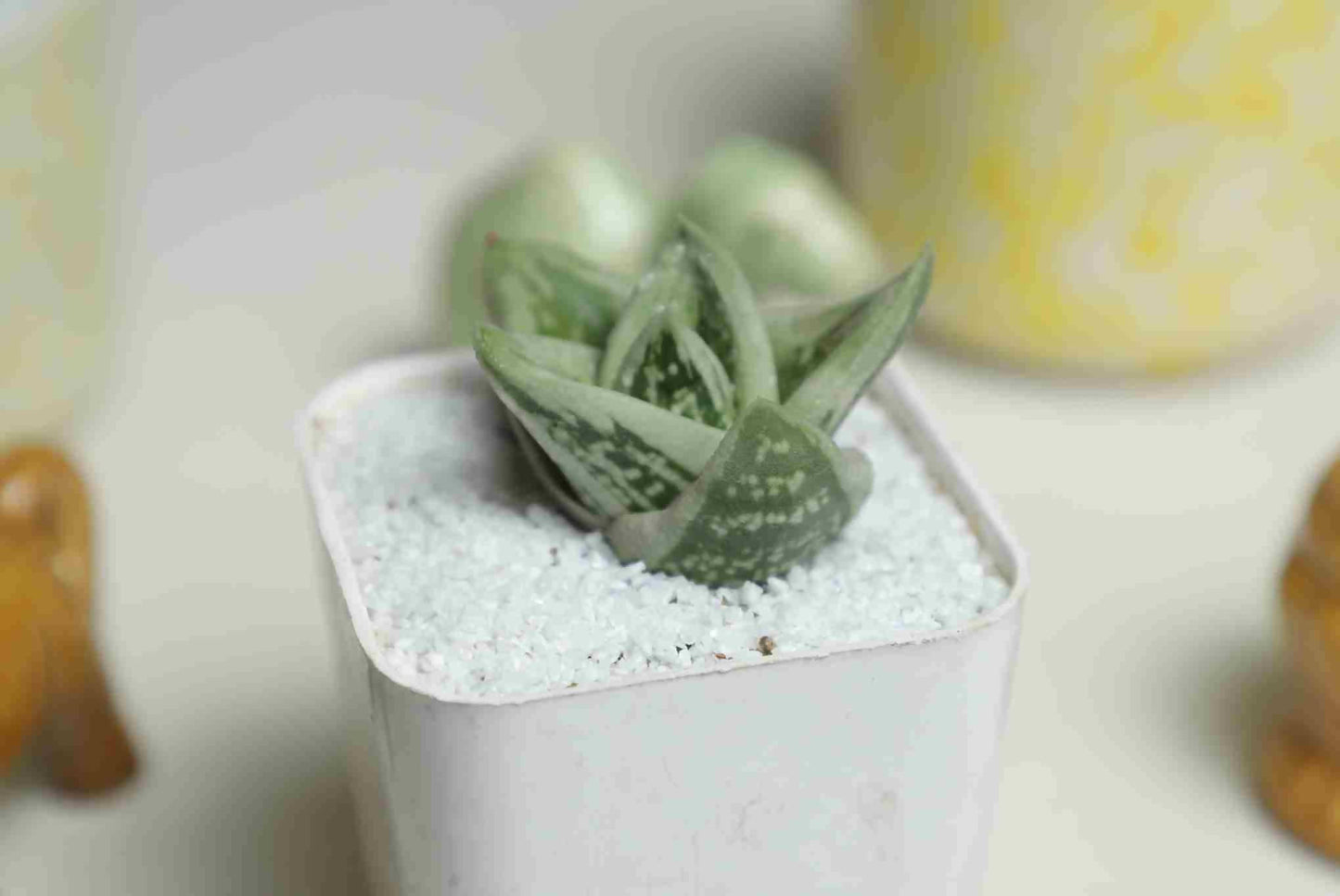 Gasteria cv. green ice - Succulent - Soiled