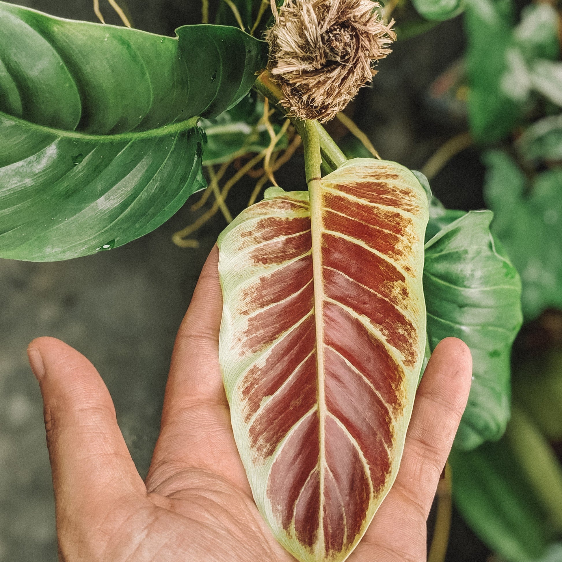 Philodendron Subhastatum - Philodendron - Soiled