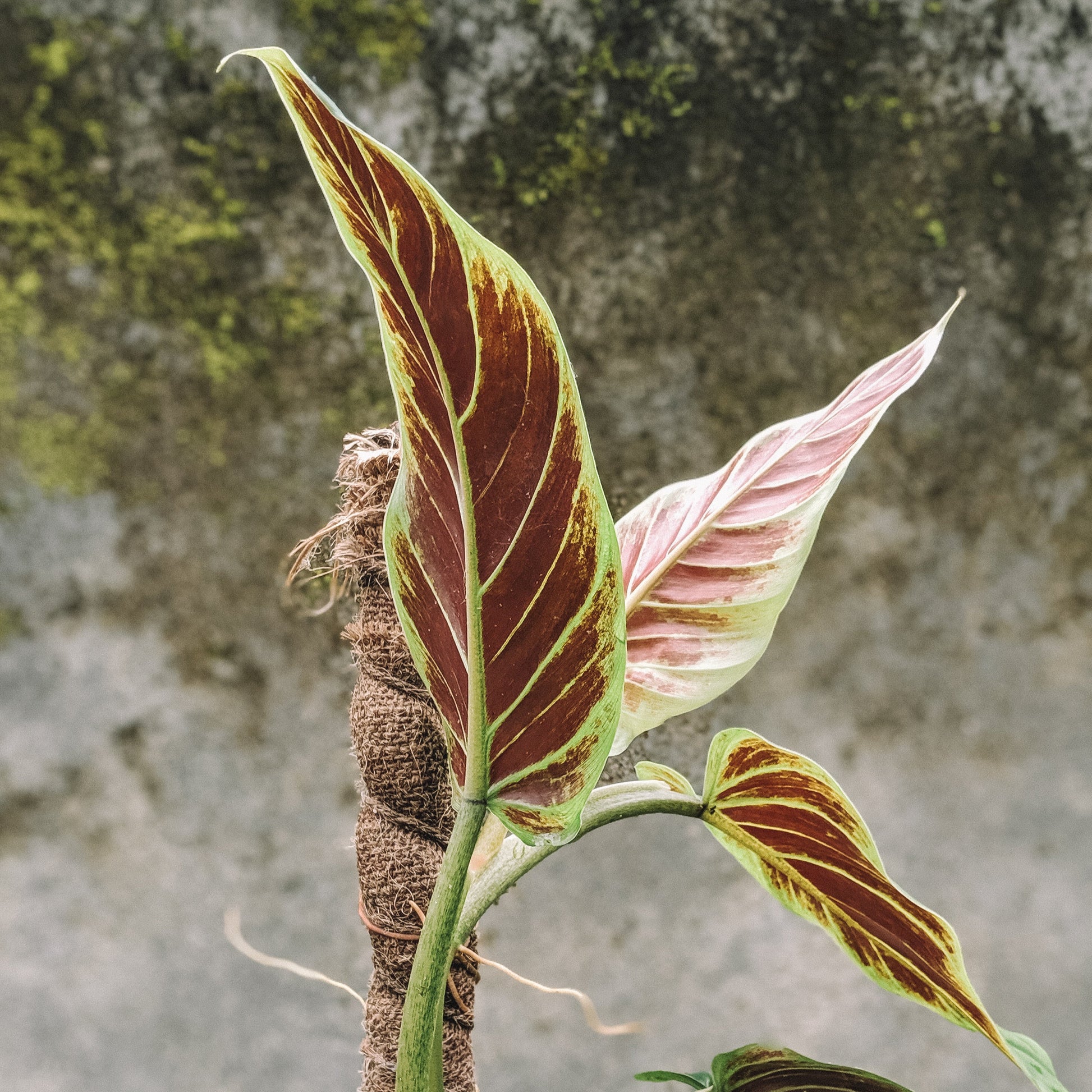 Philodendron Subhastatum - Philodendron - Soiled