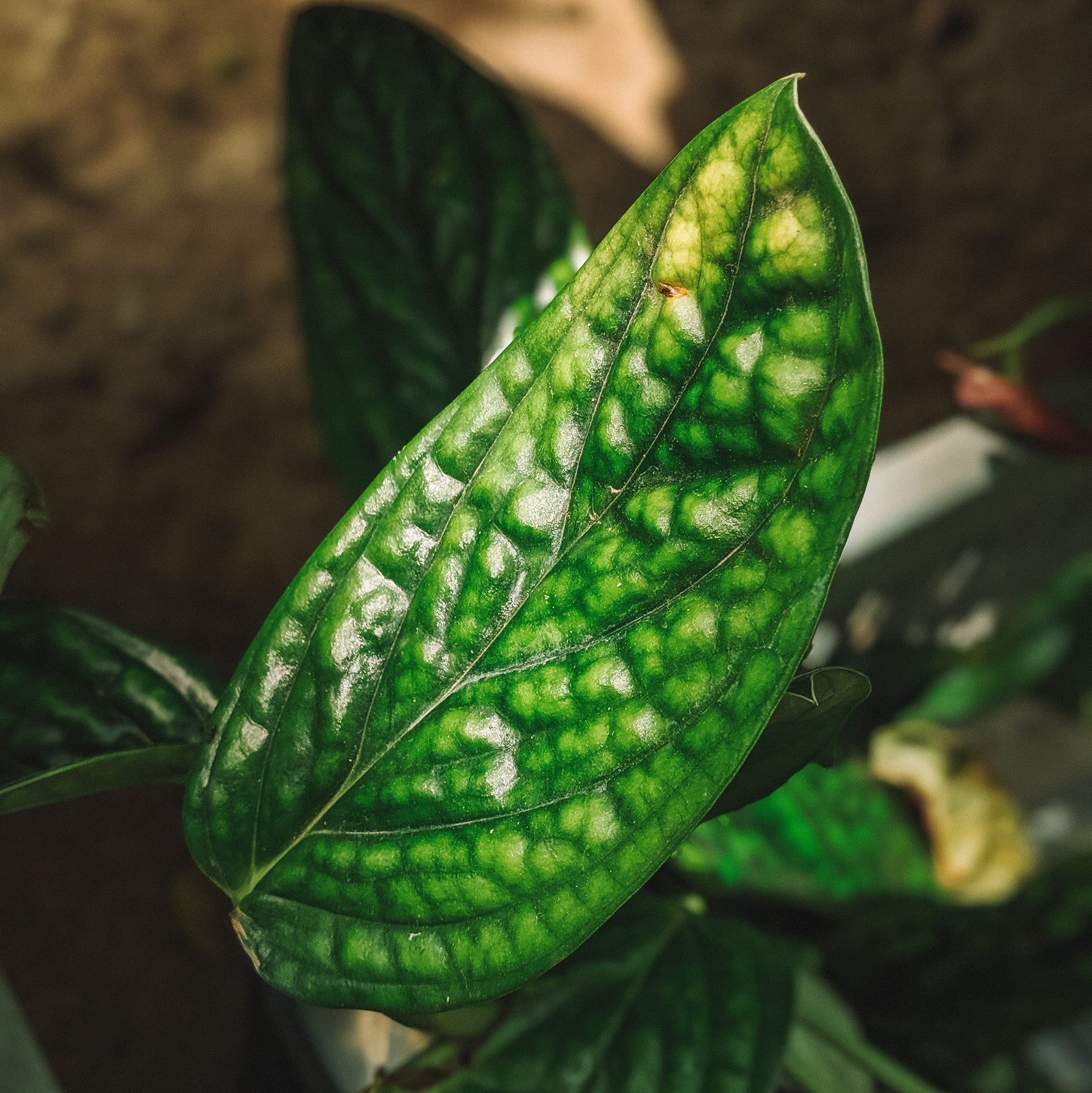 Monstera sp 'Peru' - Foliage - Soiled