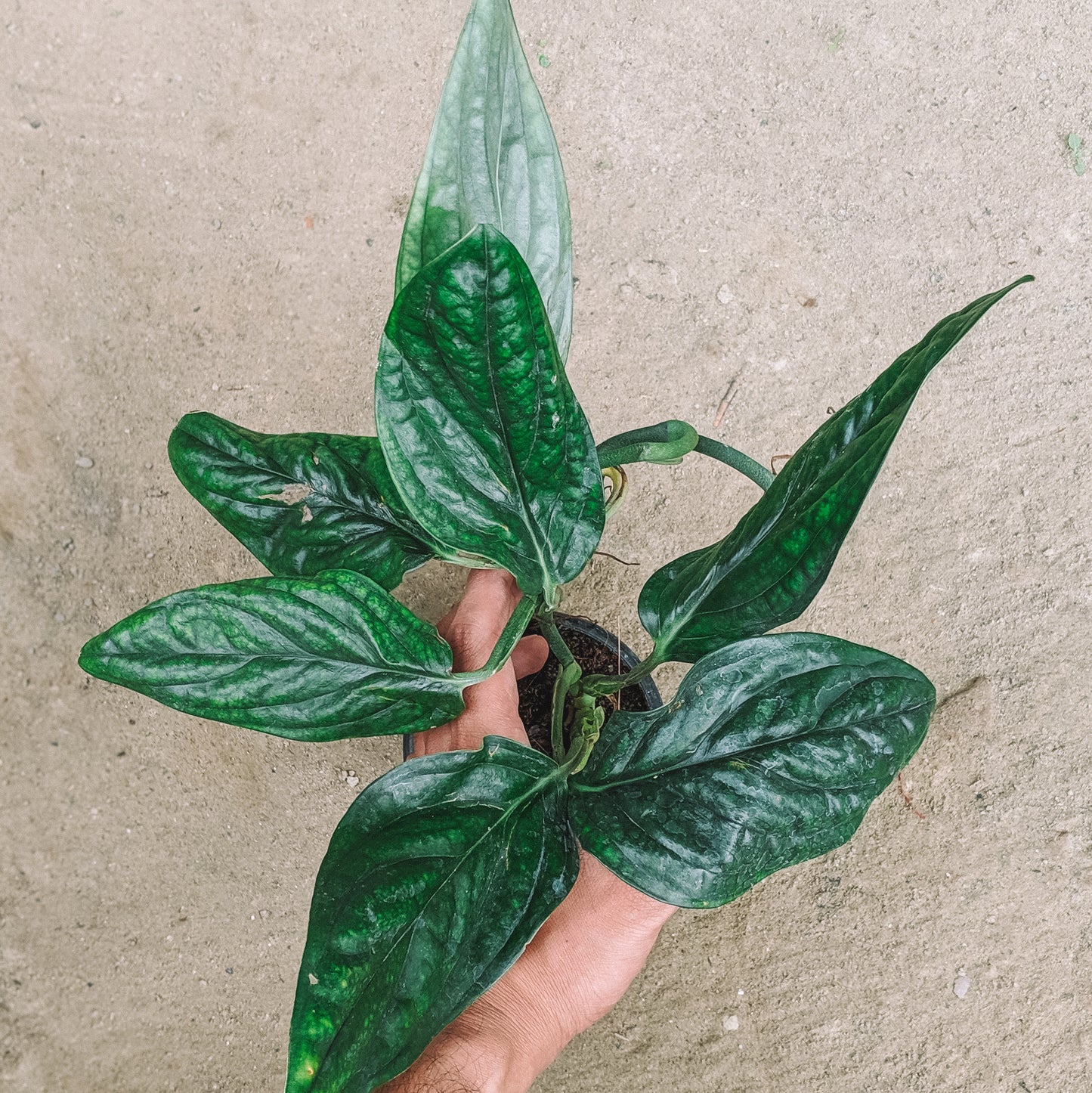 Monstera sp 'Peru' - Foliage - Soiled