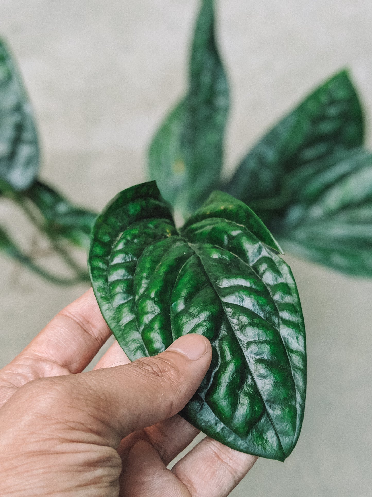 Monstera sp 'Peru' - Foliage - Soiled