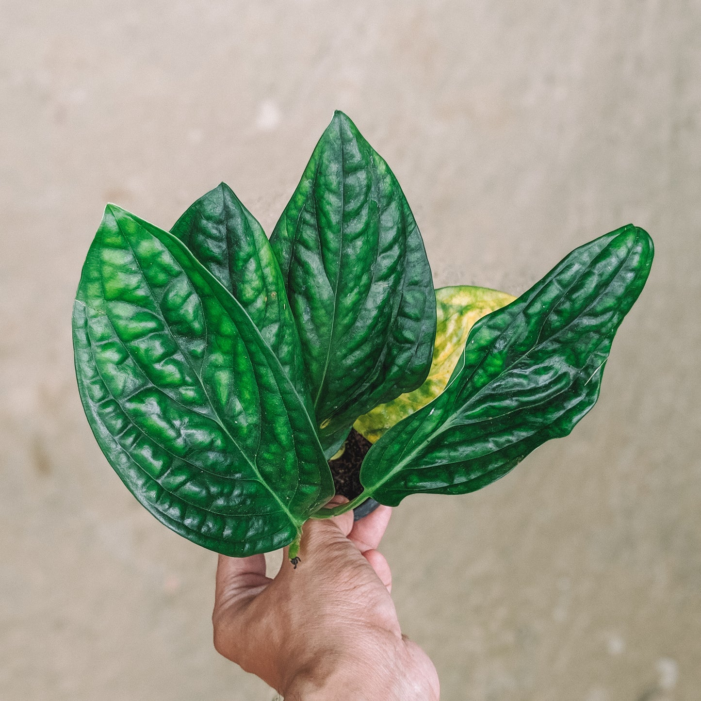 Monstera sp 'Peru' - Foliage - Soiled