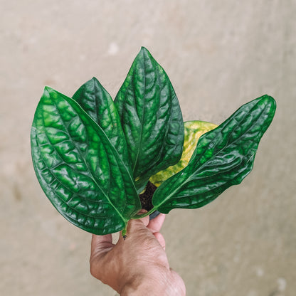 Monstera sp 'Peru' - Foliage - Soiled