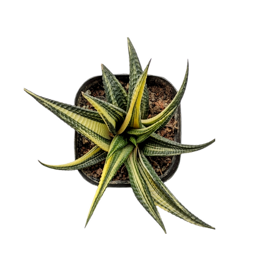 Haworthia Limifolia Variegated - Indoor & Outdoor Plants - Soiled