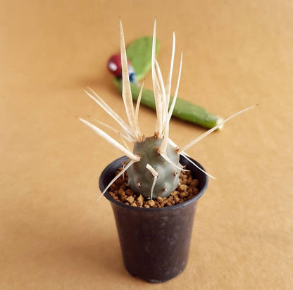 Tephrocactus Articulatus - Cactus - Soiled