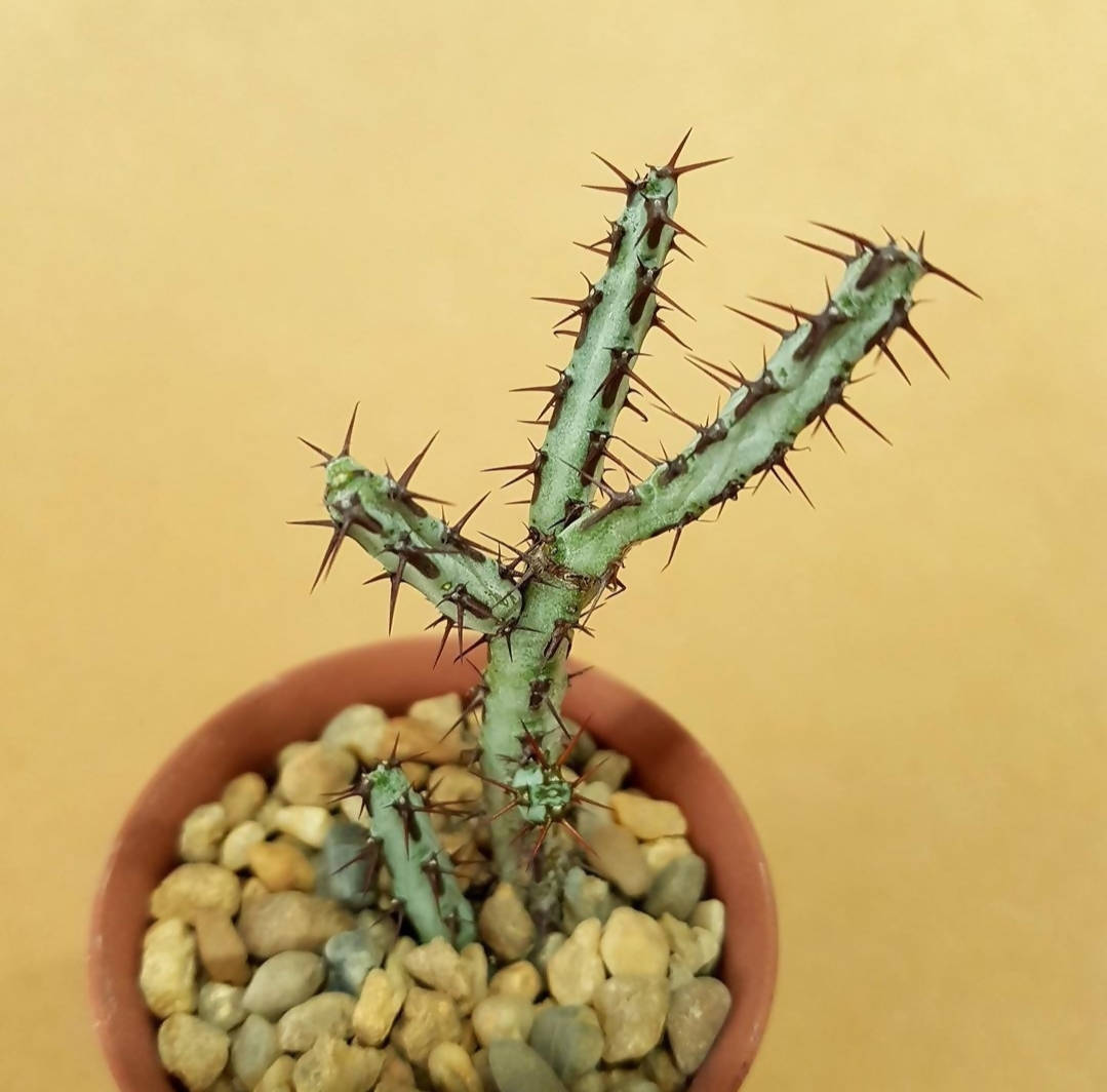 Euphorbia Aeruginosa - Euphorbia cactus - Soiled