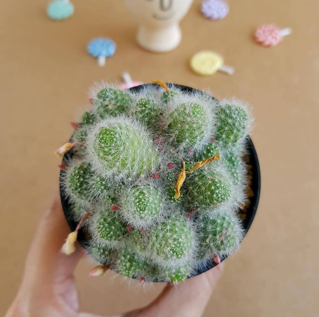 Rebutia Albispina - Cactus - Soiled