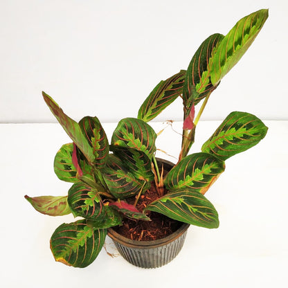 Maranta Leuconeura ‘Fascinator Tricolor’ - Foliage - Soiled