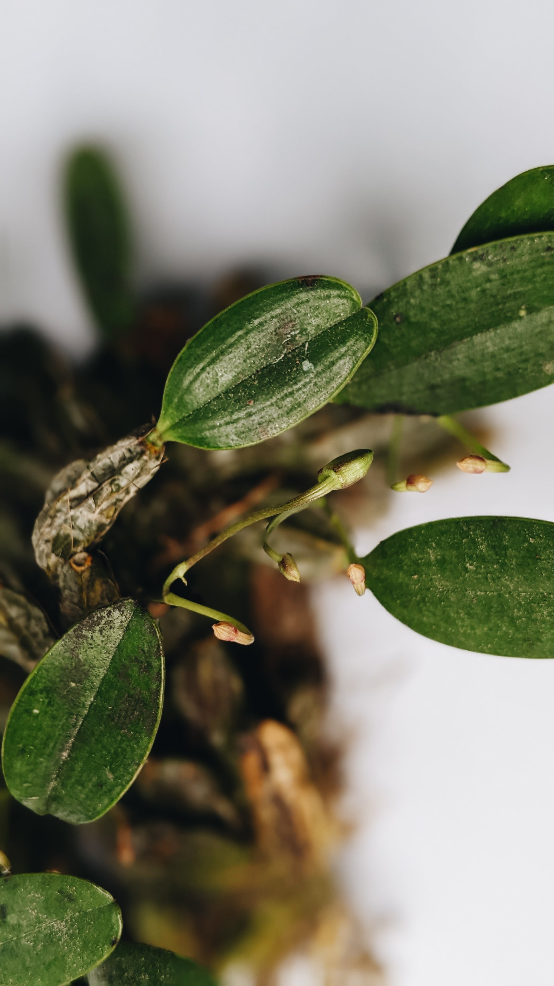 Dendrobium Jenkinsii - Orchid - Soiled