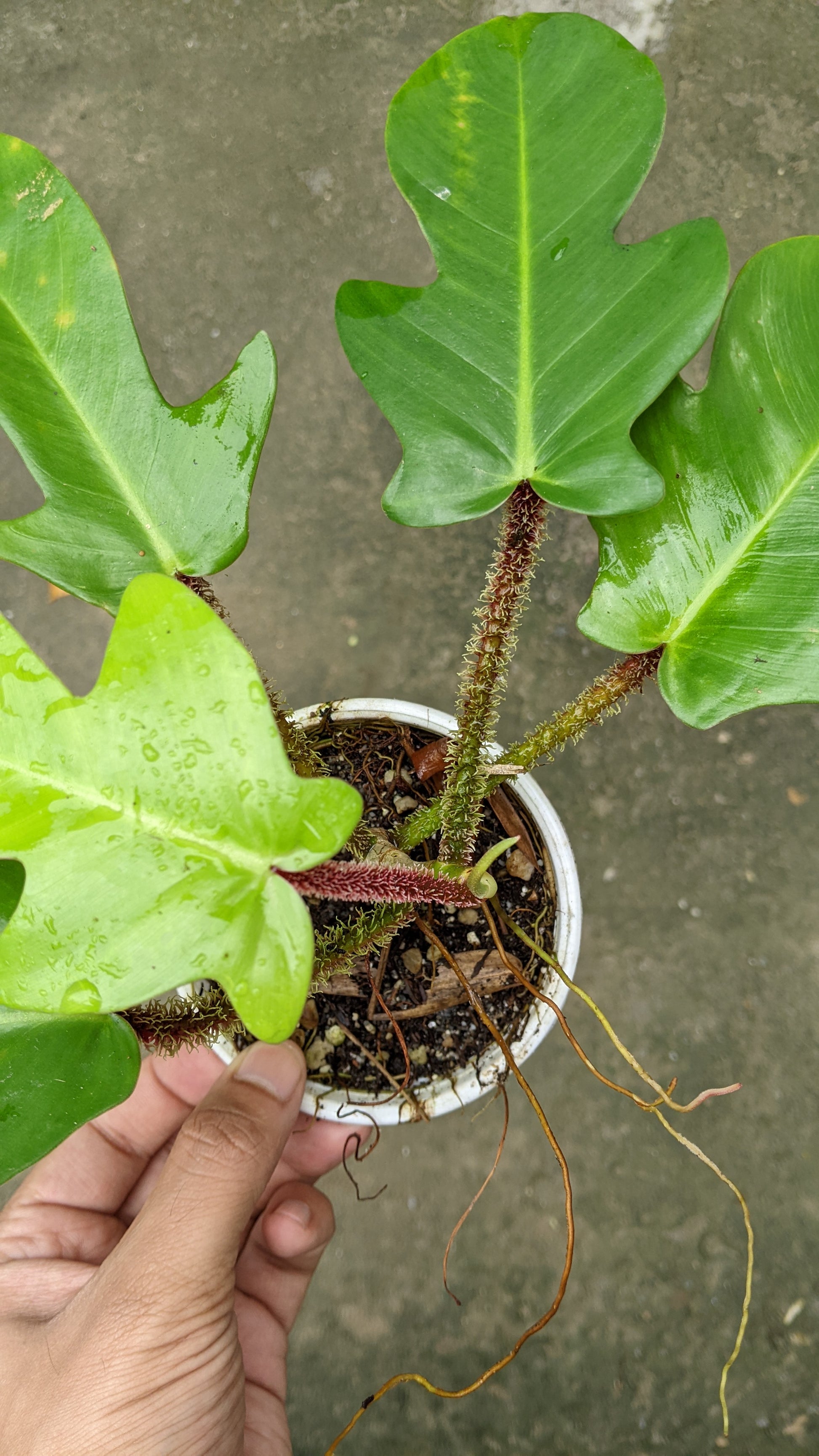 Philodendron Squamiferum - Philodendron - Soiled