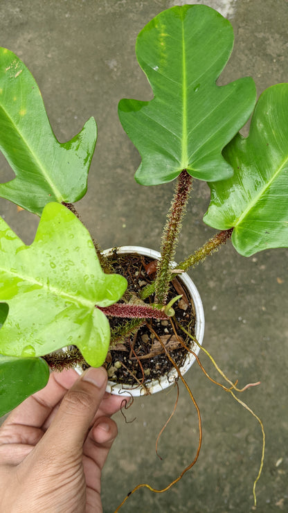 Philodendron Squamiferum - Philodendron - Soiled