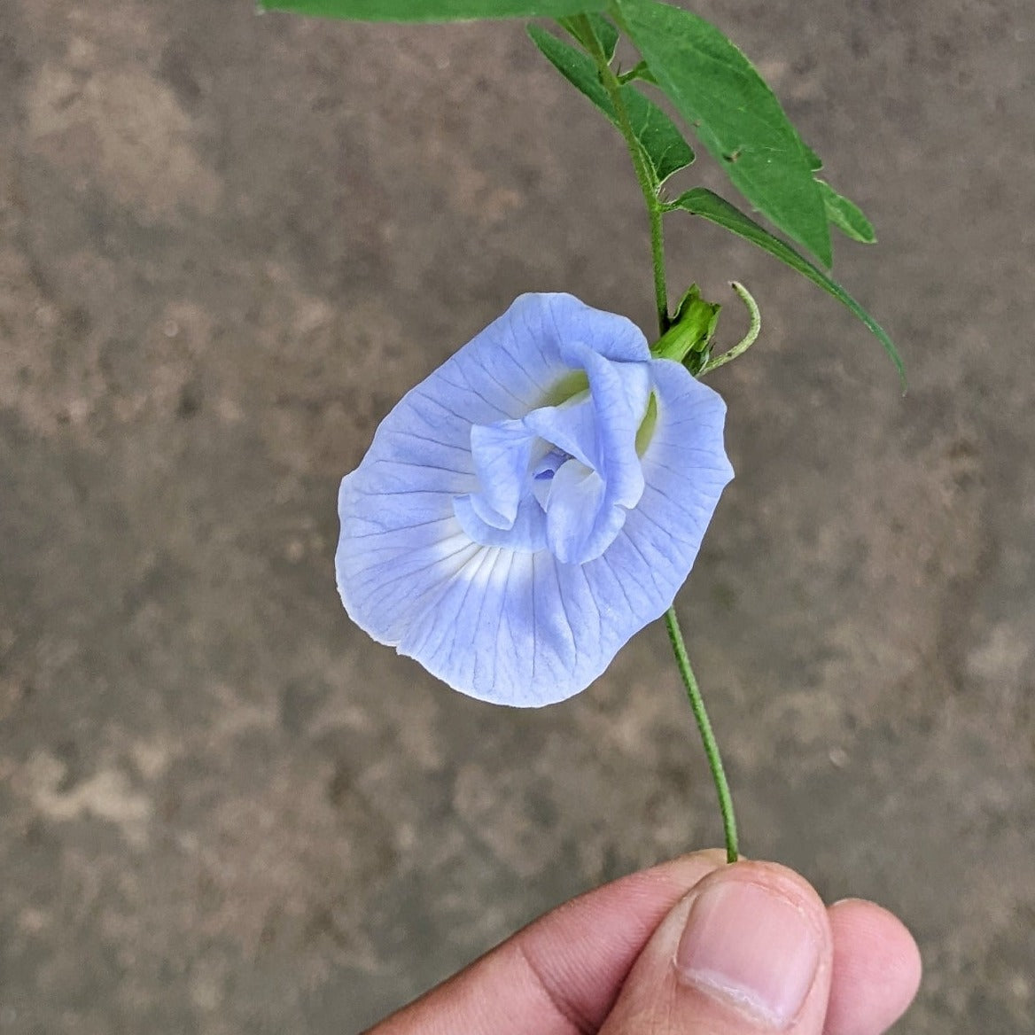 Clitoria Ternatea, Aparajita Flower Seed (Light Blue) - Seed - Soiled