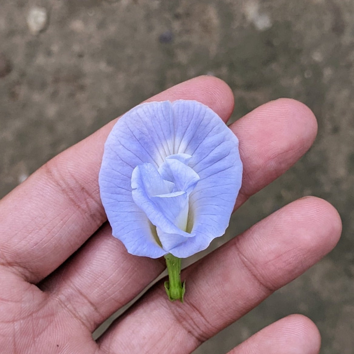 Clitoria Ternatea, Aparajita Flower Seed (Light Blue) - Seed - Soiled