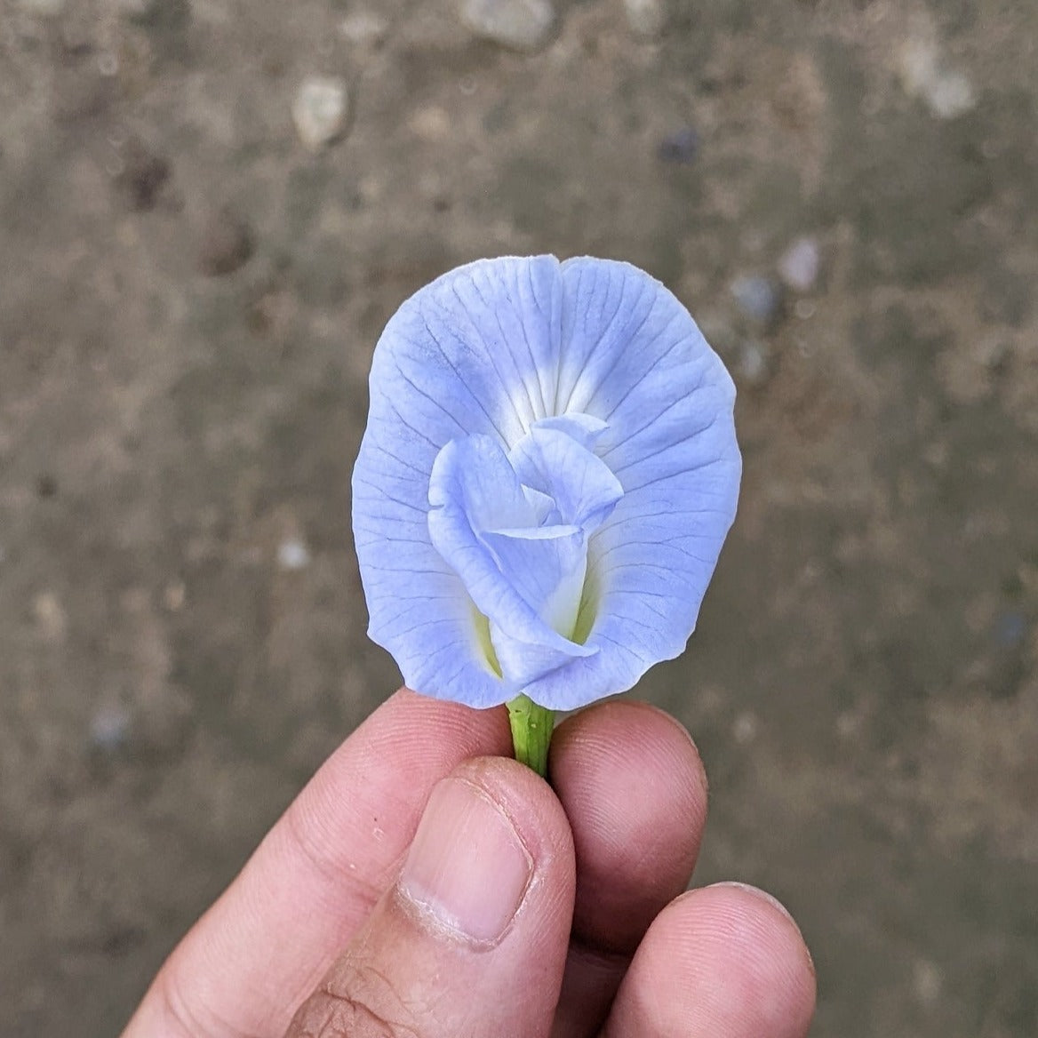 Clitoria Ternatea, Aparajita Flower Seed (Light Blue) - Seed - Soiled