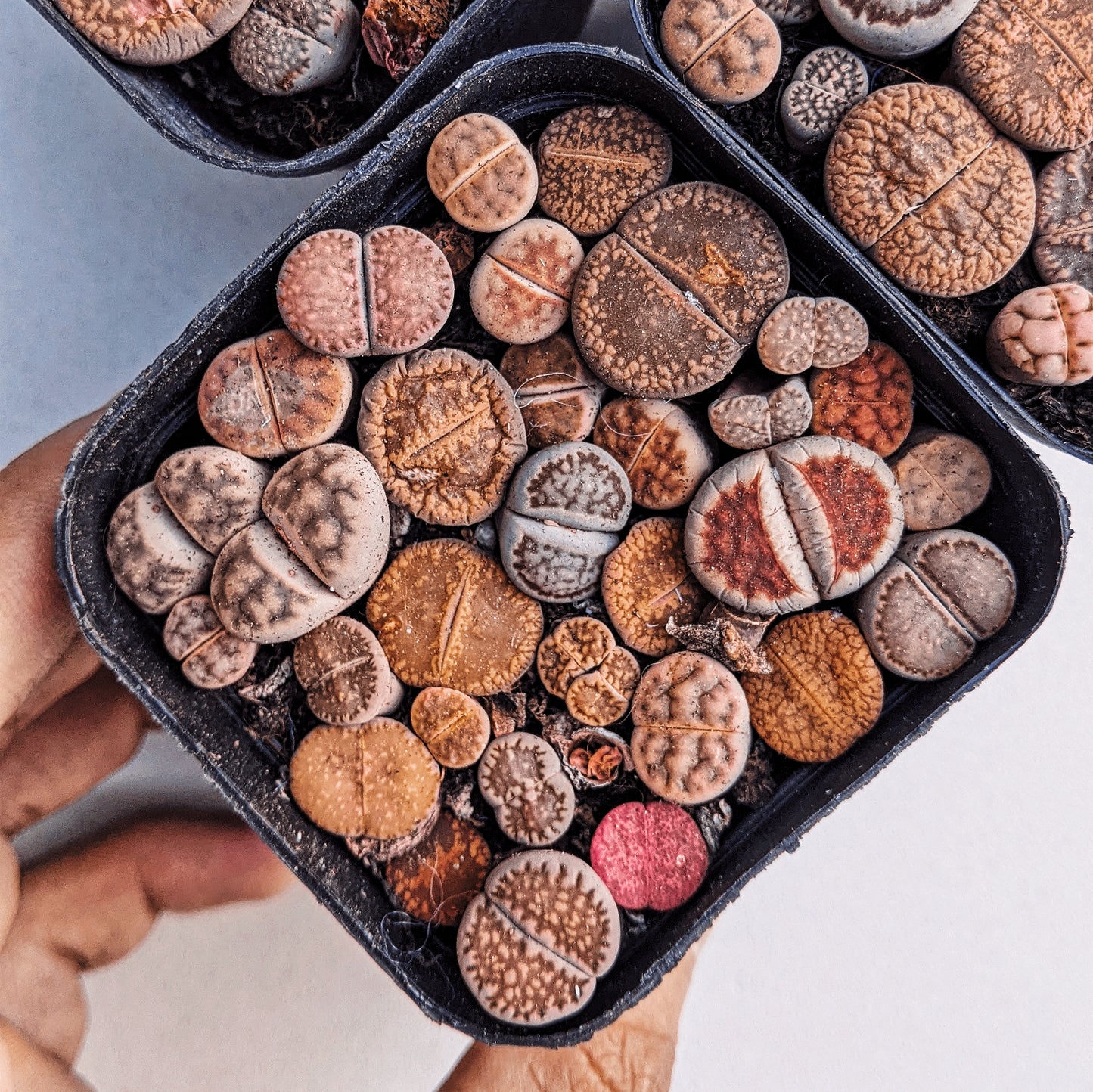 Lithops in Square Pot - Lithops - Soiled