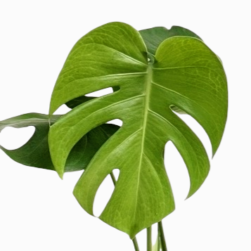 Monstera Deliciosa - Foliage - Soiled