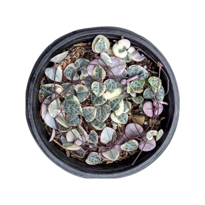 Variegated String of Hearts (Ceropegia Woodii) - Succulent - Soiled