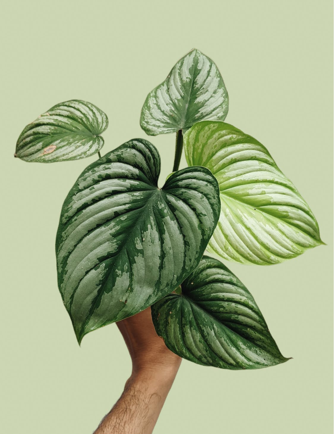 Philodendron Mamei (Silver Cloud) - Indoor & Outdoor Plants - Soiled