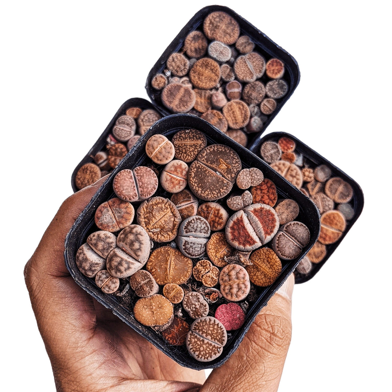 Lithops in Square Pot - Lithops - Soiled